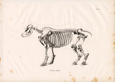 Skjelettet til lavlandstapiren av Conrad Kull