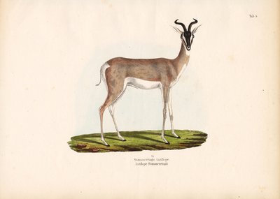 Soemmerrings gaselle av Conrad Kull