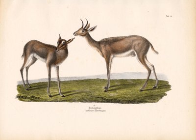 Sørlig rørbukk av Conrad Kull