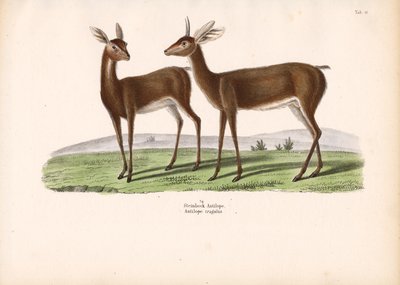 Steinbukken av Conrad Kull