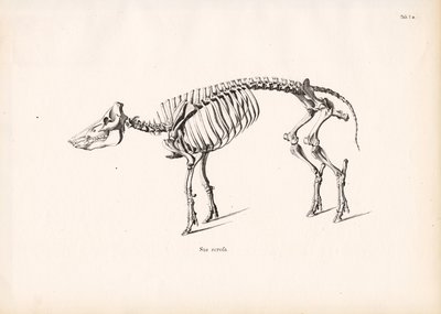 Villsvinskjelett av Conrad Kull