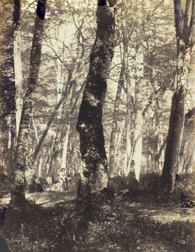 Studie i Barbizon-skogen, 186069. av Constant Alexandre Famin