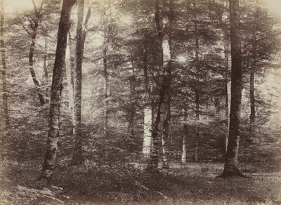 Uten tittel (The Forest of Fontainebleau) av Constant Alexandre Famin