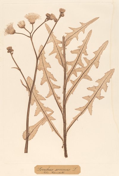 Sonchus arvensis av Constetin von Ettinghausen and Alois Pokorny