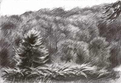 Tegning av furuskog av Corné Akkers