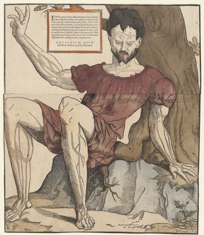 Menneskekroppens årer av Cornelis Anthonisz.