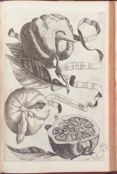 Horned Orange, plate 409 fra "Hesperides or de Malorum Aureorum Cultura et Usu Libri quatuor" av Giovanni Battista Ferrari, 1646 av Cornelis Bloemaert