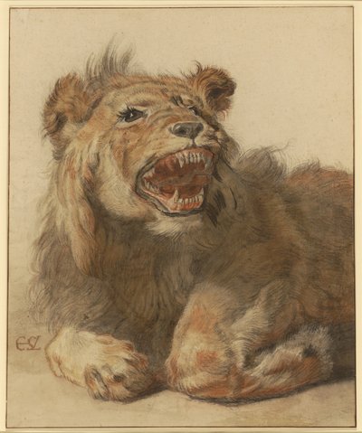 A Lion Snarling, ca. 1625-33 (svart og rødt kritt med svarte og brune vasker) av Cornelis Saftleven