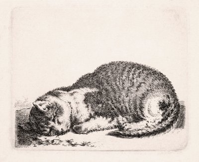 Sovende katt, ca. 1607-81 av Cornelis Saftleven