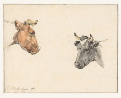 Studieark med to kuhoder av Cornelis Steffelaar