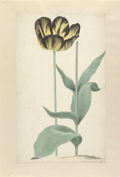 De tulp Bizard Catafalque Bizard Catafalque (tittel på objekt) av Cornelis van Noorde