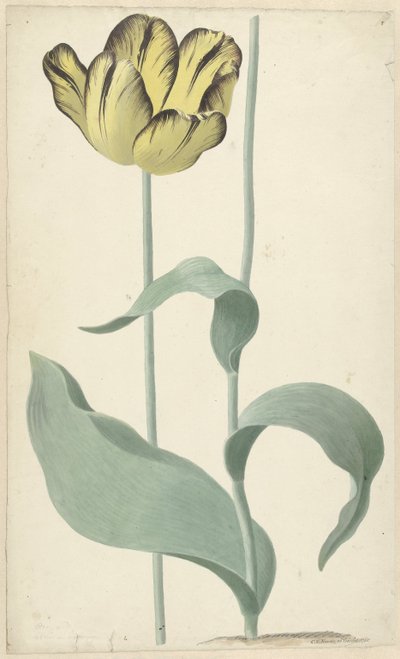 Av tulp Bizard Louis d