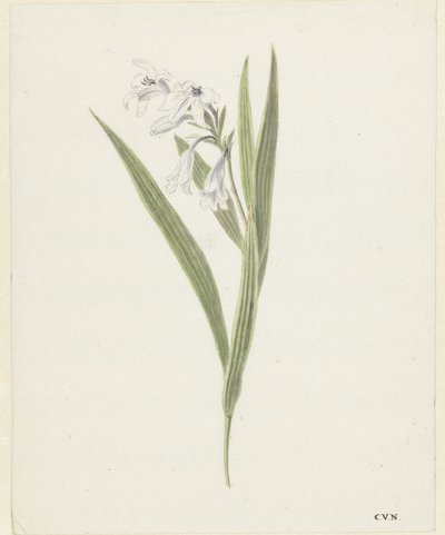 Fresia av Cornelis van Noorde