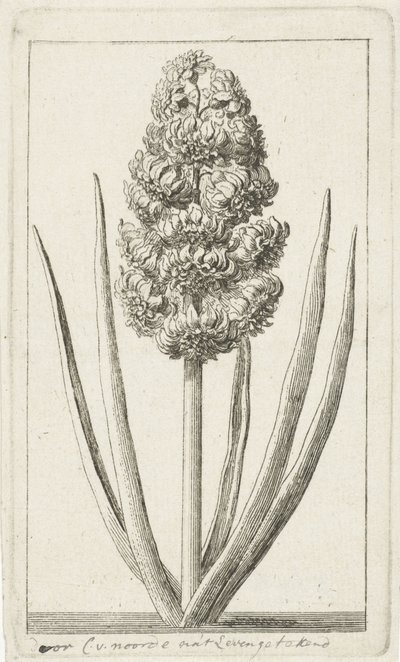 Hyacint av Cornelis van Noorde
