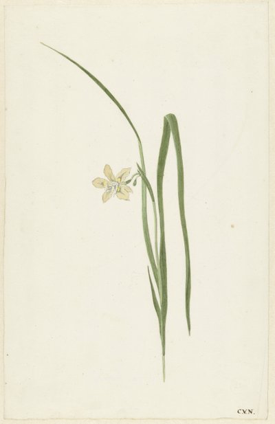 Iris av Cornelis van Noorde