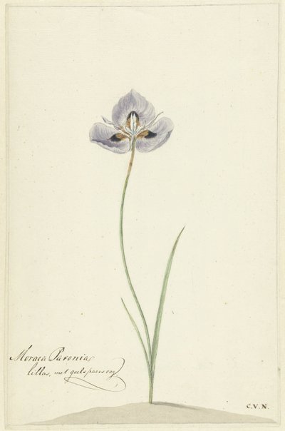 Iris av Cornelis van Noorde