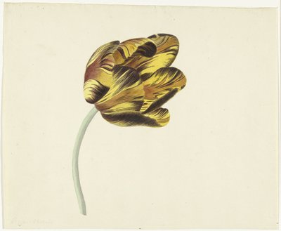 Tulipan kalt Bizard Phoenix av Cornelis van Noorde