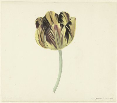 Tulipan kalt Bizard Rosette av Cornelis van Noorde