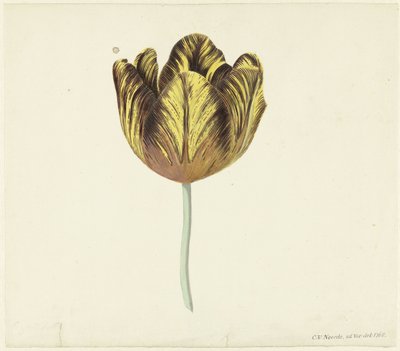 Tulip kalt Bizard Sub. en av Cornelis van Noorde