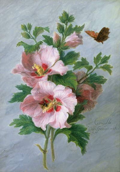 Hibiskus mot en marmorhylle av Cornelis van Spaendonck