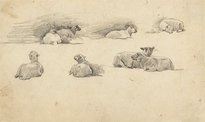 Studie av sauer av Cornelius Varley