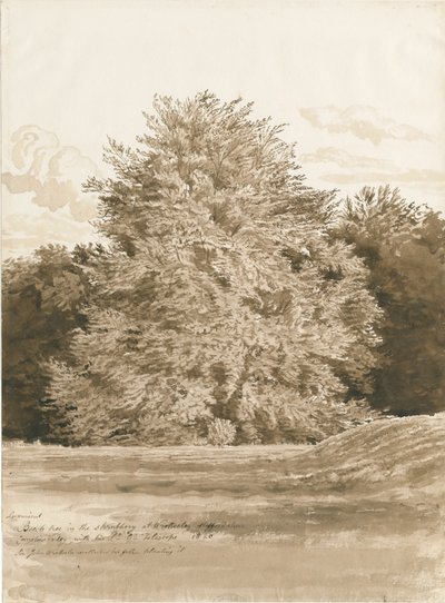 Wrottesley Hall - The Shrubbery: sepia-tegning, 1820 av Cornelius Varley