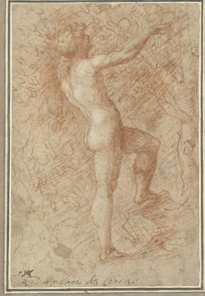 Adam plukker eplet fra treet av Correggio