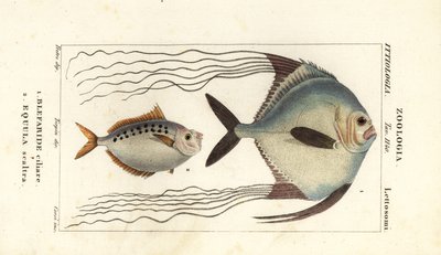 Afrikansk pompano, Alectis ciliaris, Blepharis ciliaris, Blefaride ciliare 1 og hestefisk, Poulain ruse, Leiognathus equulus 2 av Corsi Corsi