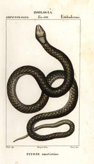 Ametystin python, Simalia amethistina av Corsi Corsi