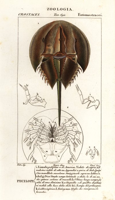 Atlantisk hesteskokrabbe, Limulus polyphemus av Corsi Corsi
