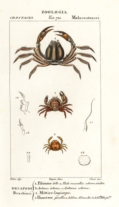 Brystkrabbe, Pilumnus hirtellus 1, lyseblå soldatkrabbe, Mictyris longicarpus 2, ertekrabbe, Pinnotheres pisum 3 av Corsi Corsi