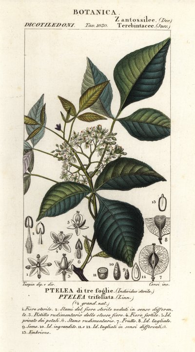 Vanlig humletre, Ptelea trifoliata, Trebladet Ptelea av Corsi Corsi