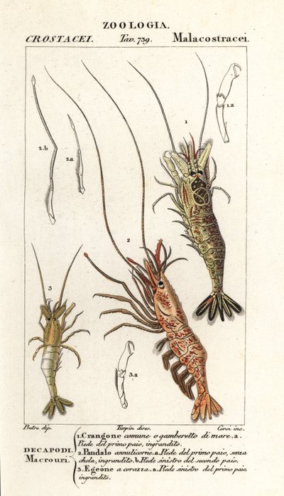 Vanlige reker, Crangon crangon 1, rosa reker, Pandalus montagui 2 og Aegaeon cataphractus 3 av Corsi Corsi
