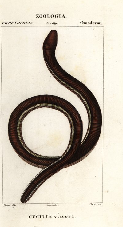 Vanlig gulbåndet caecilian, Ichthyophis glutinosus av Corsi Corsi