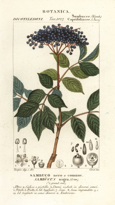 Europeisk svart hyllebær, Sambucus nigra, svart eller vanlig hyllebær av Corsi Corsi