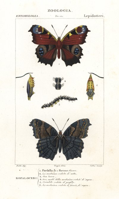 Europeisk påfugl sommerfugl, Aglais io av Corsi Corsi