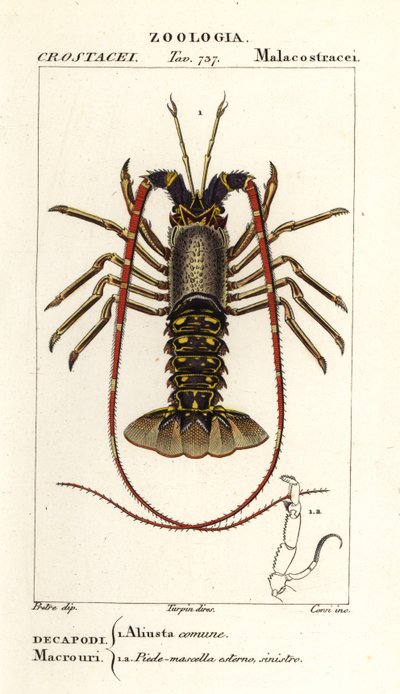 Europeisk pigghummer, Palinurus elephas av Corsi Corsi
