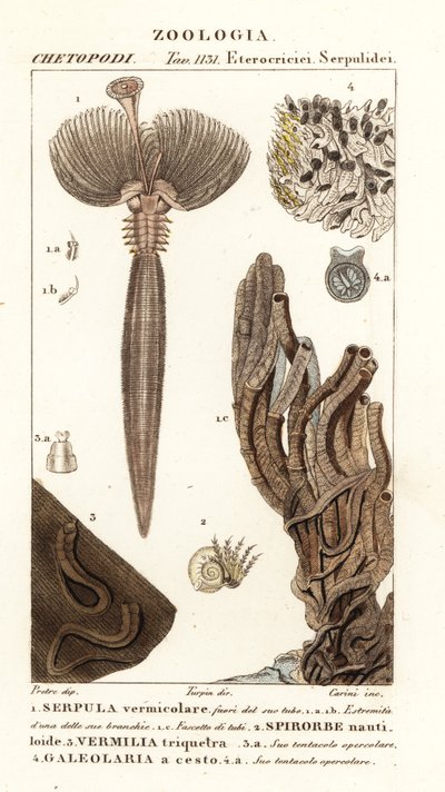 Vifteorm, Serpula vermicularis 1, polychaete orm, Spirorbis corrugatus 2, rørbyggende annelidorm, Spirobranchus triqueter 3 og Galeolaria caespitosa 4 av Corsi Corsi