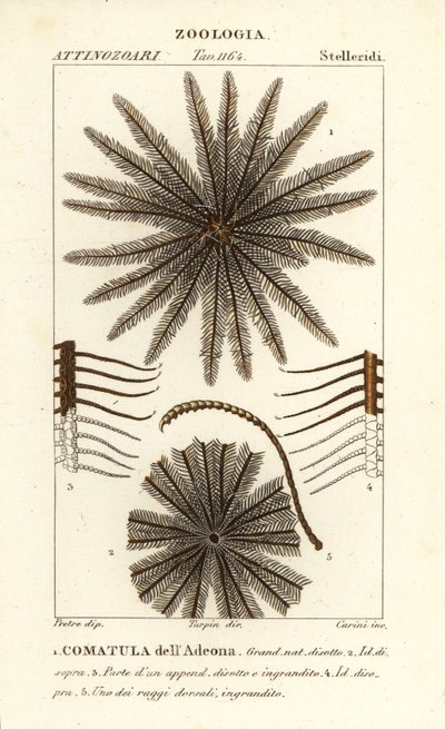 Fjærstjerne crinoid, Oligometrides adeonae, Comatula adeonae, Comatula dellAdeona av Corsi Corsi