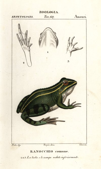 Grønn frosk, Pelophylax kl esculentus av Corsi Corsi