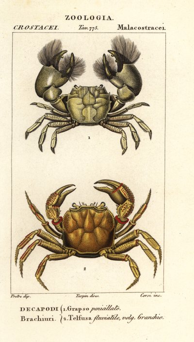 Hemigrapsus penicillatus og Potamon fluviatile av Corsi Corsi