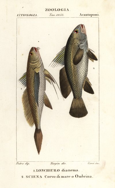 Longtail croaker, Lonchurus lanceolatus 1 og mager, craaker, steinbass, shadefish, Argyrosomus regius 2 av Corsi Corsi