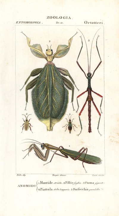 Mantis, bladinsekt, pinneinsekt, etc av Corsi Corsi