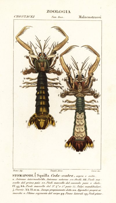 Mantis-reker, Lysiosquilla scabricauda av Corsi Corsi