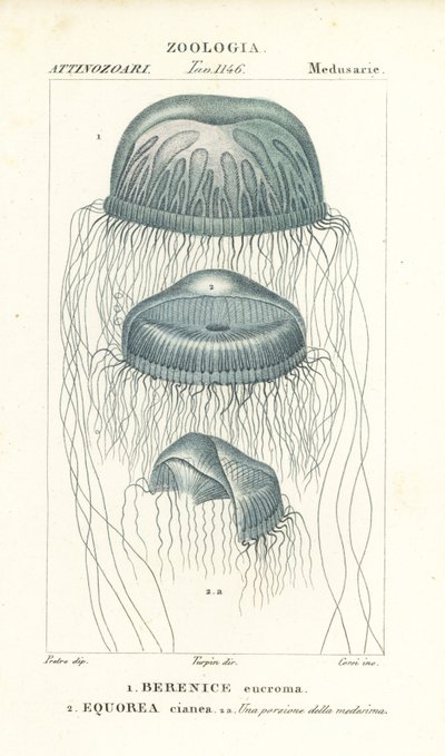 Medusa-maneter med blotte øyne, Berenix euchroma 1 og krystallgelé, Aequorea cyanea 2 av Corsi Corsi