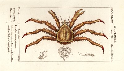 Norges kongekrabbe, Lithodes maja av Corsi Corsi