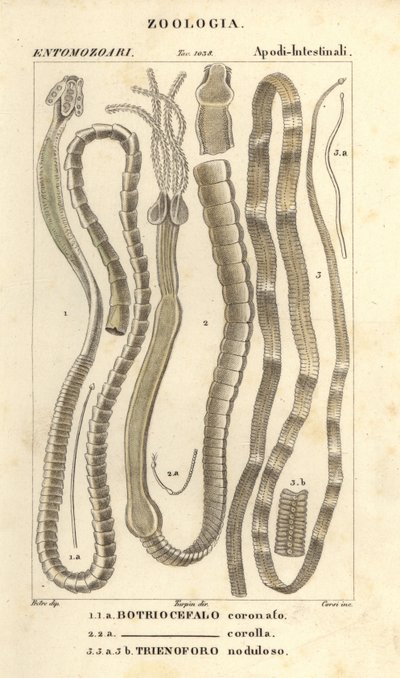 Parasittiske ormer og bendelorm, Bothriocephalus coronatus 1, Bothriocephalus corolla 2, og gjeddebendelorm, Triaenophorus nodulosus 3 av Corsi Corsi