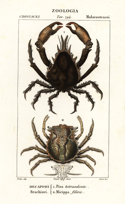 Pisa tetraodon og Micippa philyra av Corsi Corsi