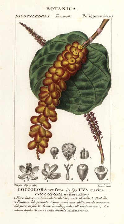 Seagrape eller baygrape, Coccoloba uvifera, Sea drue av Corsi Corsi