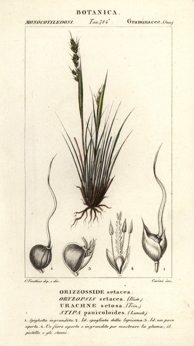 Spydgress, Piptochaetium panicoides av Corsi Corsi